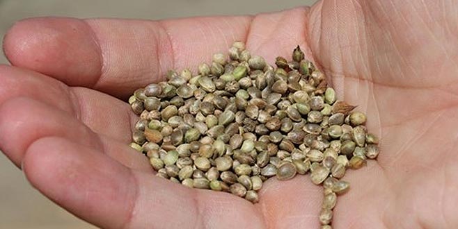 Kilosu 30 liradan 1000 liraya çıktı