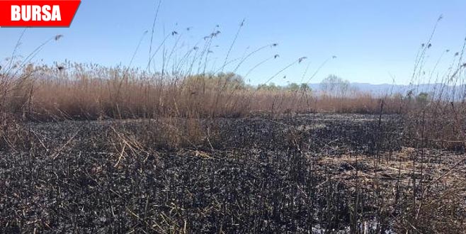 Saatler sonra söndürülen yangında 120 dönüm kül oldu Saatler sonra söndürülen yangında 120 dönüm kül oldu