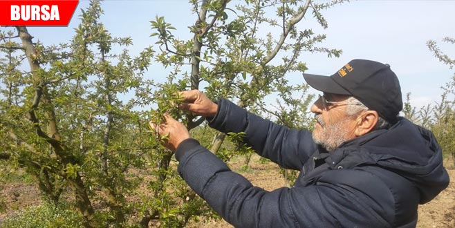 Çiftçiye don darbesi: Zarar yüzde 70