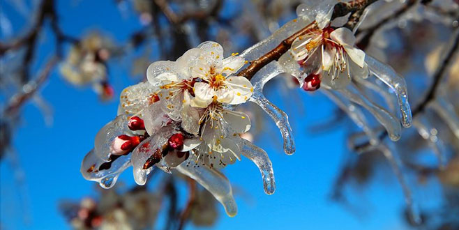 Bursa Valiliği, 16 Mayıs perşembe gününe kadar zirai don ve