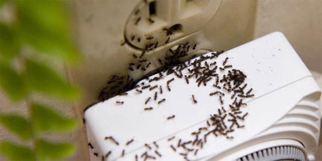 Karıncaları evinizden kovmanın doğal yöntemleri!