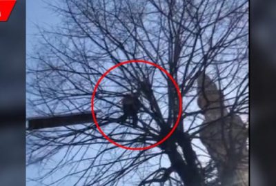 Ağaçta 2 gün mahsur kaldı, dağcı kurtardı