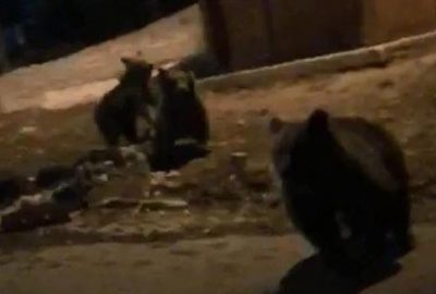 Ayıları rahatsız edince canlarını zor kurtardılar