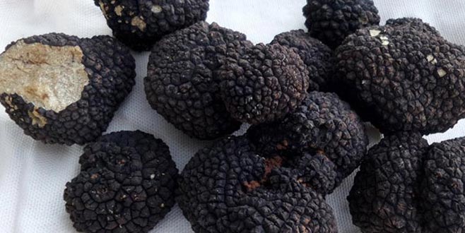 Yurt dışına kaçırırken yakalandı! 60 bin lira ceza kesildi