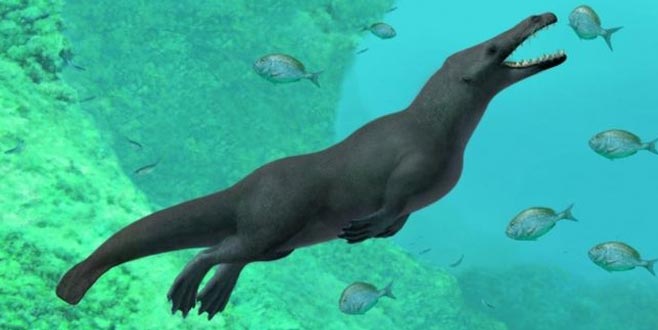 Dört bacaklı balina fosili bulundu Dört bacaklı balina fosili bulundu