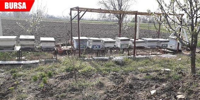 Toplu ölümler korkutuyor! Yüzlercesi telef oldu