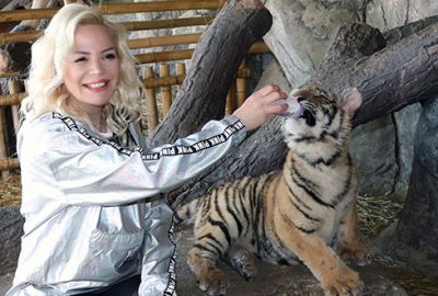 Yavru kaplanı elleriyle besledi