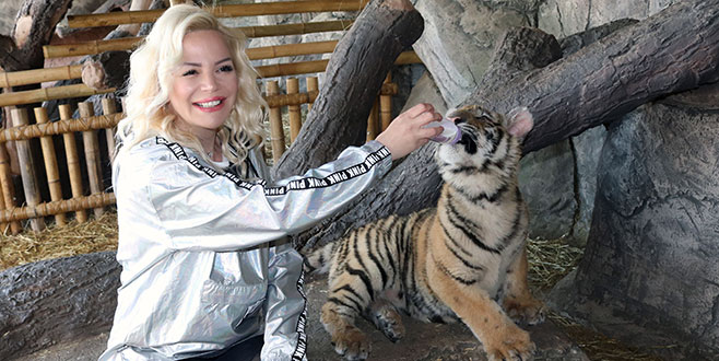 Yavru kaplanı elleriyle besledi