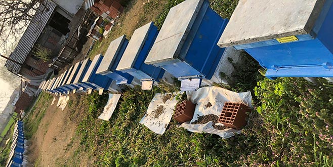 İnegöl’de arı ölümleri korkutuyor İnegöl’de arı ölümleri korkutuyor