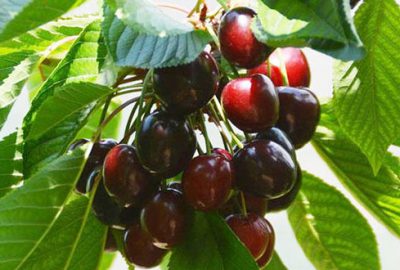 İlk Kirazlar hasat edildi! İşte fiyatı