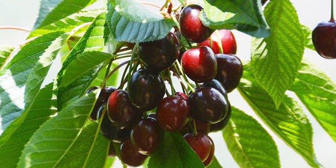 İlk Kirazlar hasat edildi! İşte fiyatı İlk Kirazlar hasat edildi! İşte fiyatı