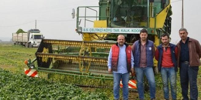 Yenişehir’de ıspanak hasadı başladı Yenişehir’de ıspanak hasadı başladı