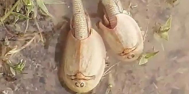 200 milyon yıllık ‘yaşayan fosil’ görüldü