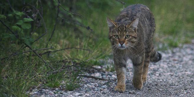 Evcil kedilerin atası Bursa’da görüntülendi Evcil kedilerin atası Bursa’da görüntülendi