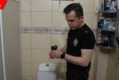 Komiser yardımcısı, evine giren yaralı ebabil kuşuna sahip çıktı