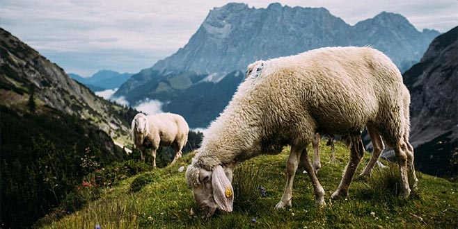 5 bin lira maaşla çoban bulunamıyor