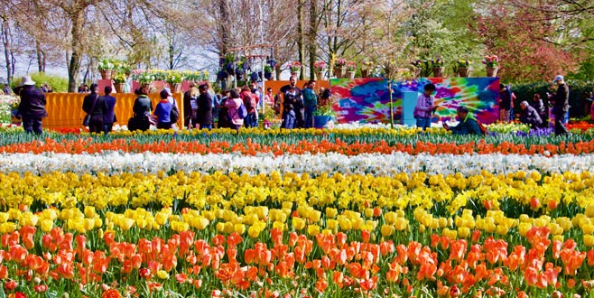Hollanda’da lale zamanı Hollanda’da lale zamanı