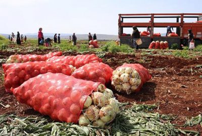 Hatay’da turfanda soğan hasadı başladı