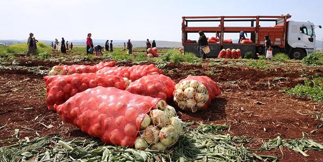 Hatay’da turfanda soğan hasadı başladı Hatay’da turfanda soğan hasadı başladı