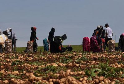 Turfanda patates hasadı devam ediyor