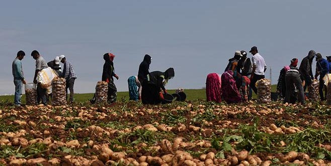 Turfanda patates hasadı devam ediyor Turfanda patates hasadı devam ediyor