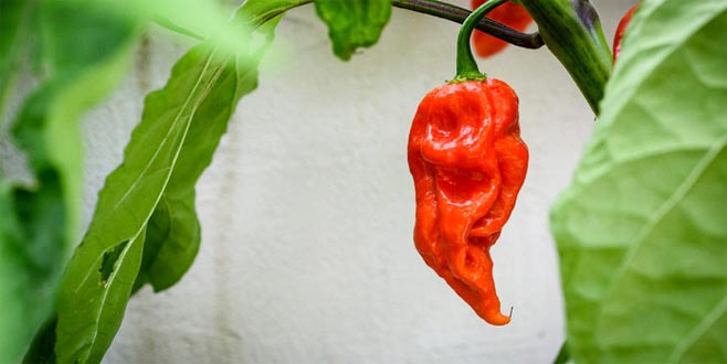 Tatmak bir yana elle dokunmak bile cesaret istiyor!