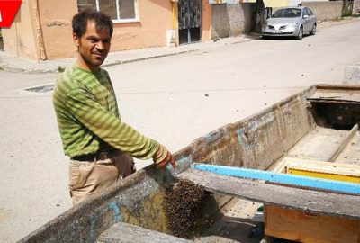 Yüzlerce arı firar etti