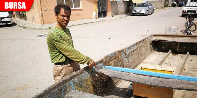 Yüzlerce arı firar etti