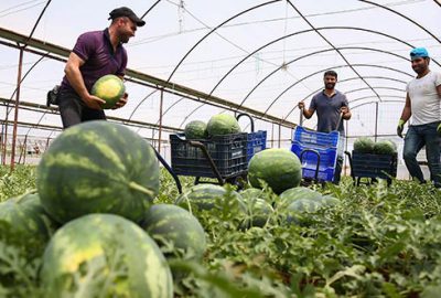 Karpuz hasadı başladı