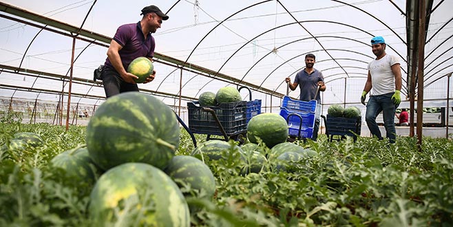 Karpuz hasadı başladı Karpuz hasadı başladı