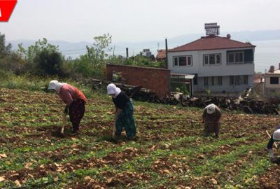 Fasulye ve kabaklar yeniden ekiliyor