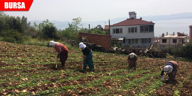 Fasulye ve kabaklar yeniden ekiliyor Fasulye ve kabaklar yeniden ekiliyor