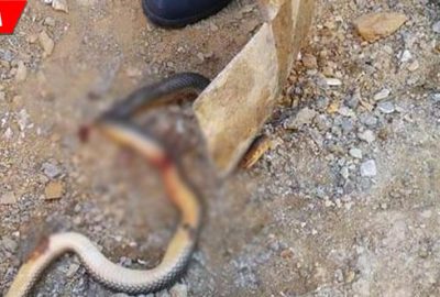 Vahşet görüntüleri sosyal medyada tepki çekti