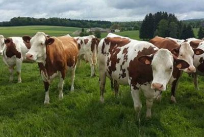 Hayvancılığın sorunları tartışılacak