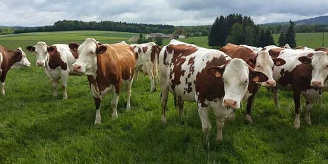 Hayvancılığın sorunları tartışılacak Hayvancılığın sorunları tartışılacak