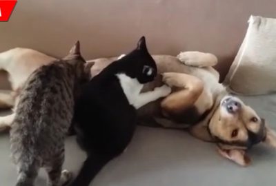 Öksüz kalan kedilere annelik yapıyor