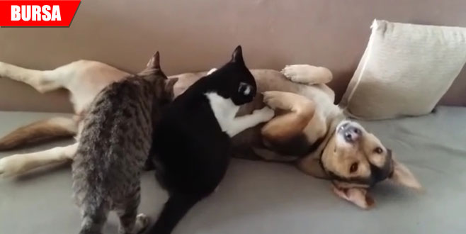 Öksüz kalan kedilere annelik yapıyor Öksüz kalan kedilere annelik yapıyor