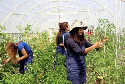 Gençleri tarlaya çekmek için kredi