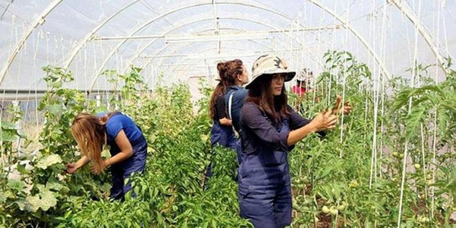 Gençleri tarlaya çekmek için kredi