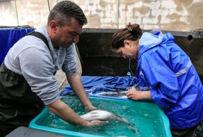 ‘Egeli’ yakında sofraların baştacı olacak