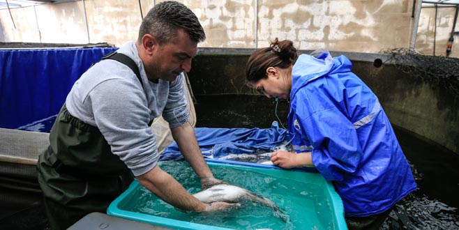 ‘Egeli’ yakında sofraların baştacı olacak
