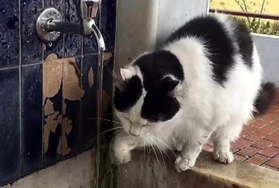 Şadırvanda patisiyle su içen kedi ilgi odağı oldu