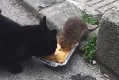 Görenleri hayrete düşüren dostluk