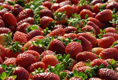 Rusya 22 ton çileği daha geri gönderdi