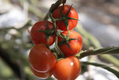 5 yada 163 milyon dolarlık domates ihracatı