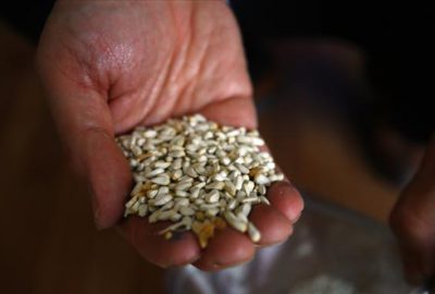 Fiyatlar hasat öncesi belirlenecek