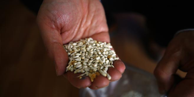 Fiyatlar hasat öncesi belirlenecek Fiyatlar hasat öncesi belirlenecek