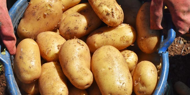 Turfanda patates, üreticinin yüzünü güldürdü