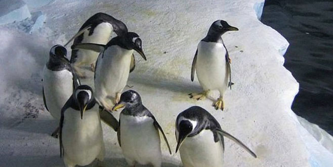 Eşcinsel penguenler ortaya çıktı!
