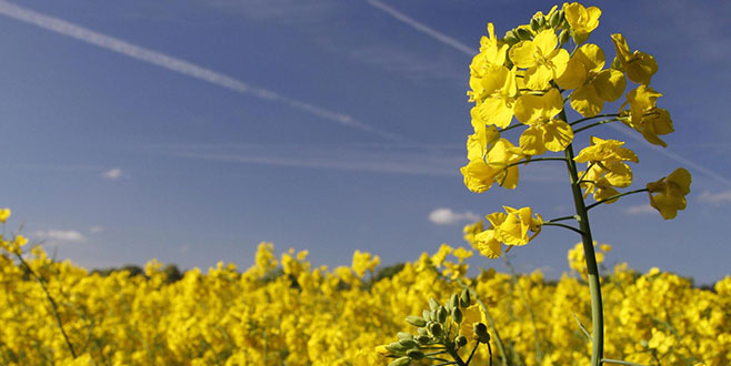 Kanola ekimi hızla artıyor